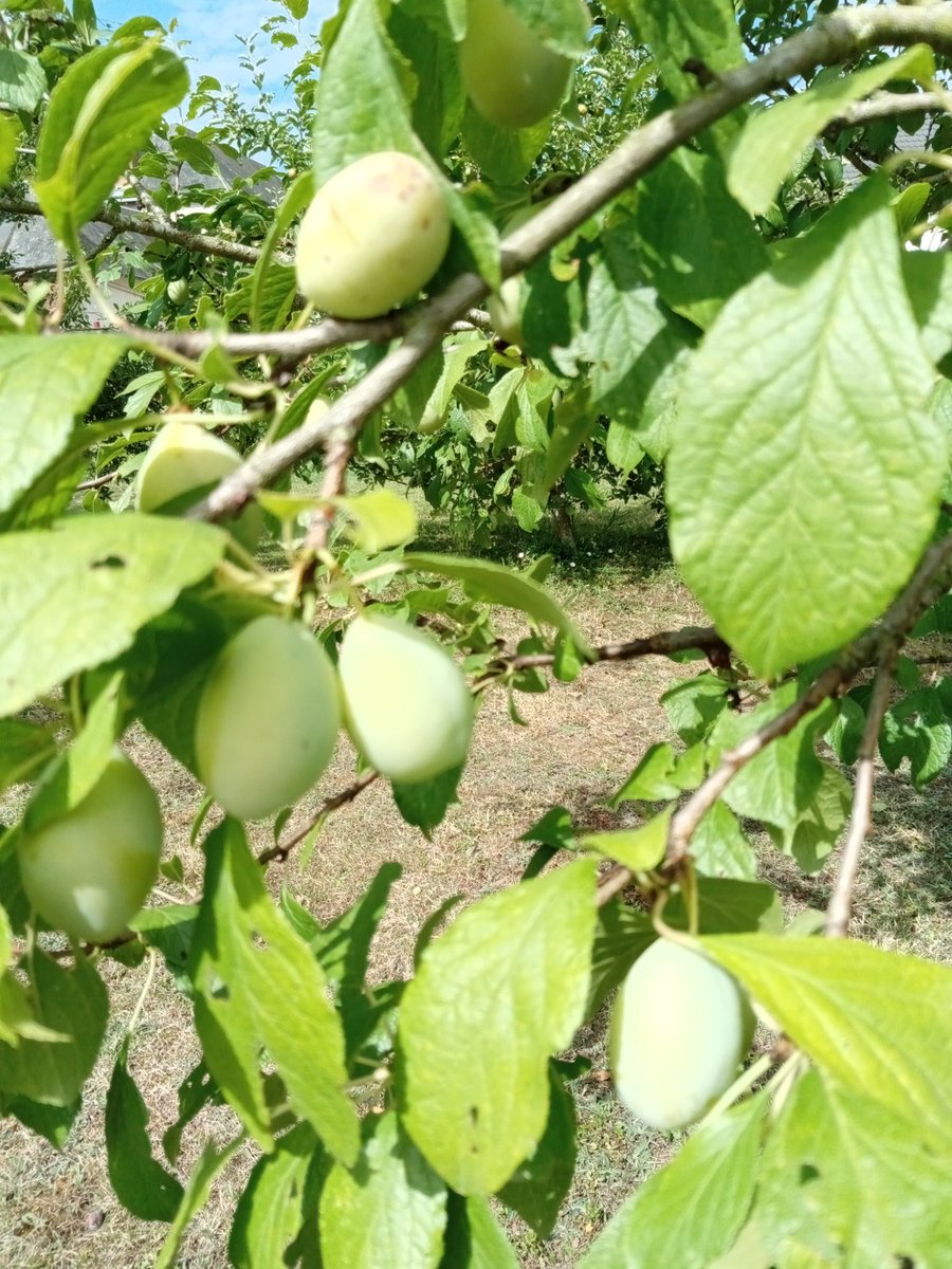oiseaudejour's tweet photo. Les fruits à venir 😊😊
#TeamJardin
#mygarden 
#MonPotager https://t.co/xaXitB6csX