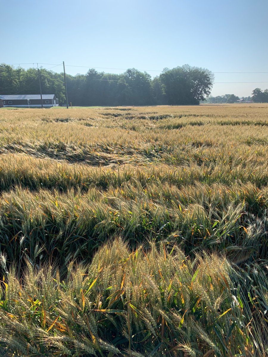 ben_lagen's tweet photo. Didn’t think I was going to see leaning/flat wheat this year. Should have left a #moddus check. Finding enough army worm as well. #ontag @WheatPete https://t.co/qNiT7t3mb9
