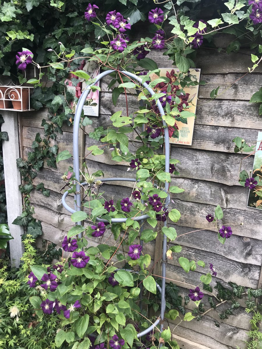 Clematis looking pretty #clematis #flowers #gardening