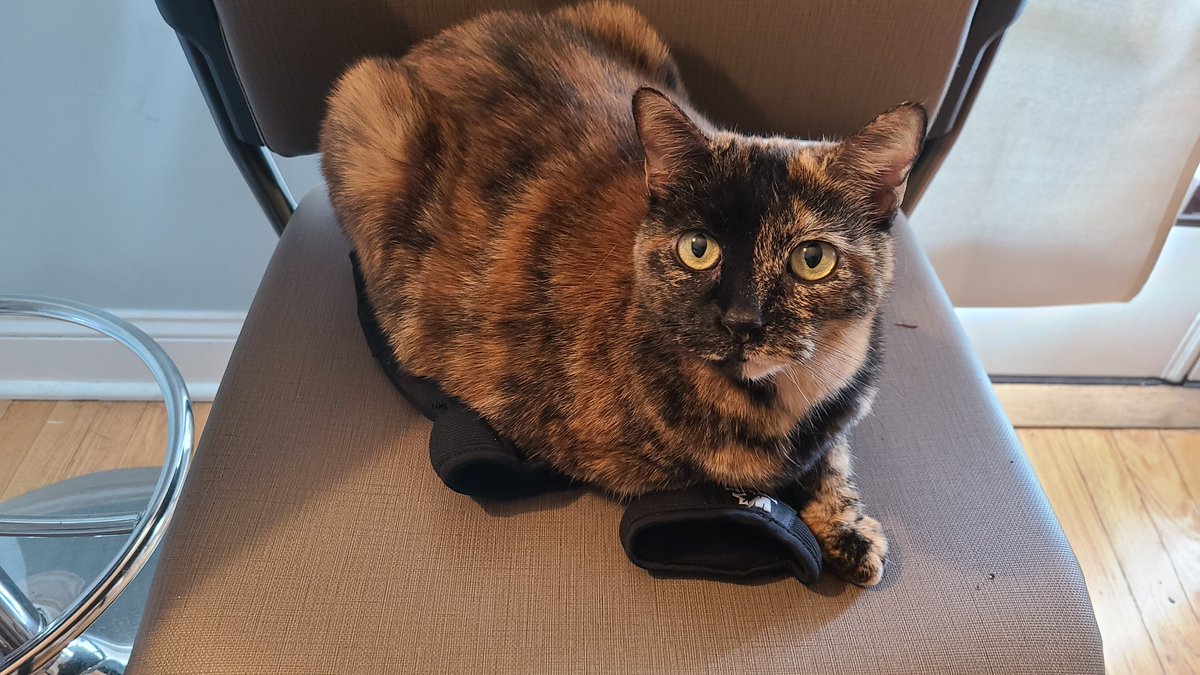 WorldOfAtkelem's tweet photo. @PrintInkling Torties are the best! Callie already knew this, however. https://t.co/ojms9yHN8Z