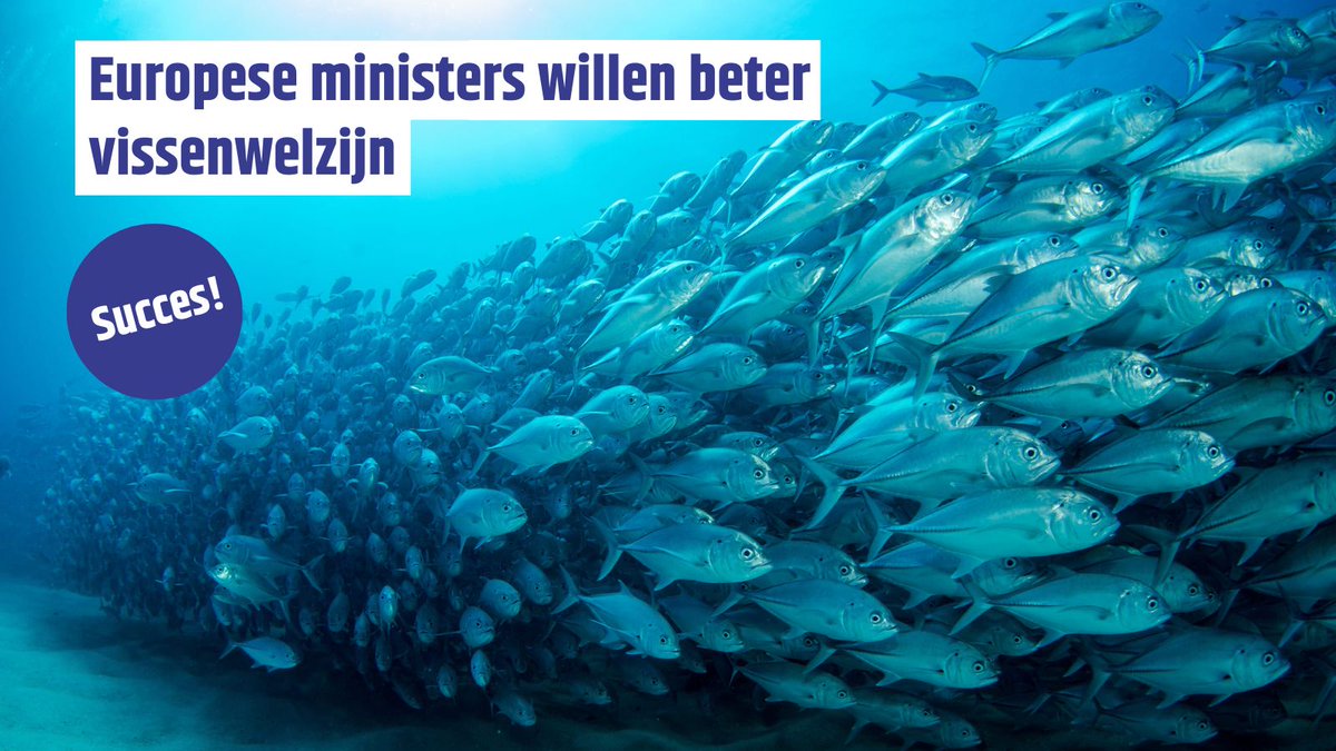 ciwfnl's tweet image. Goed nieuws! EU landbouwministers stemmen voor beter vissenwelzijn. 
Dank @ministerlnv voor de inzet! En succes met de uitwerking. Wij zien uit naar de concrete verbeteringen voor de vissen in de EU en NL.🐟💙