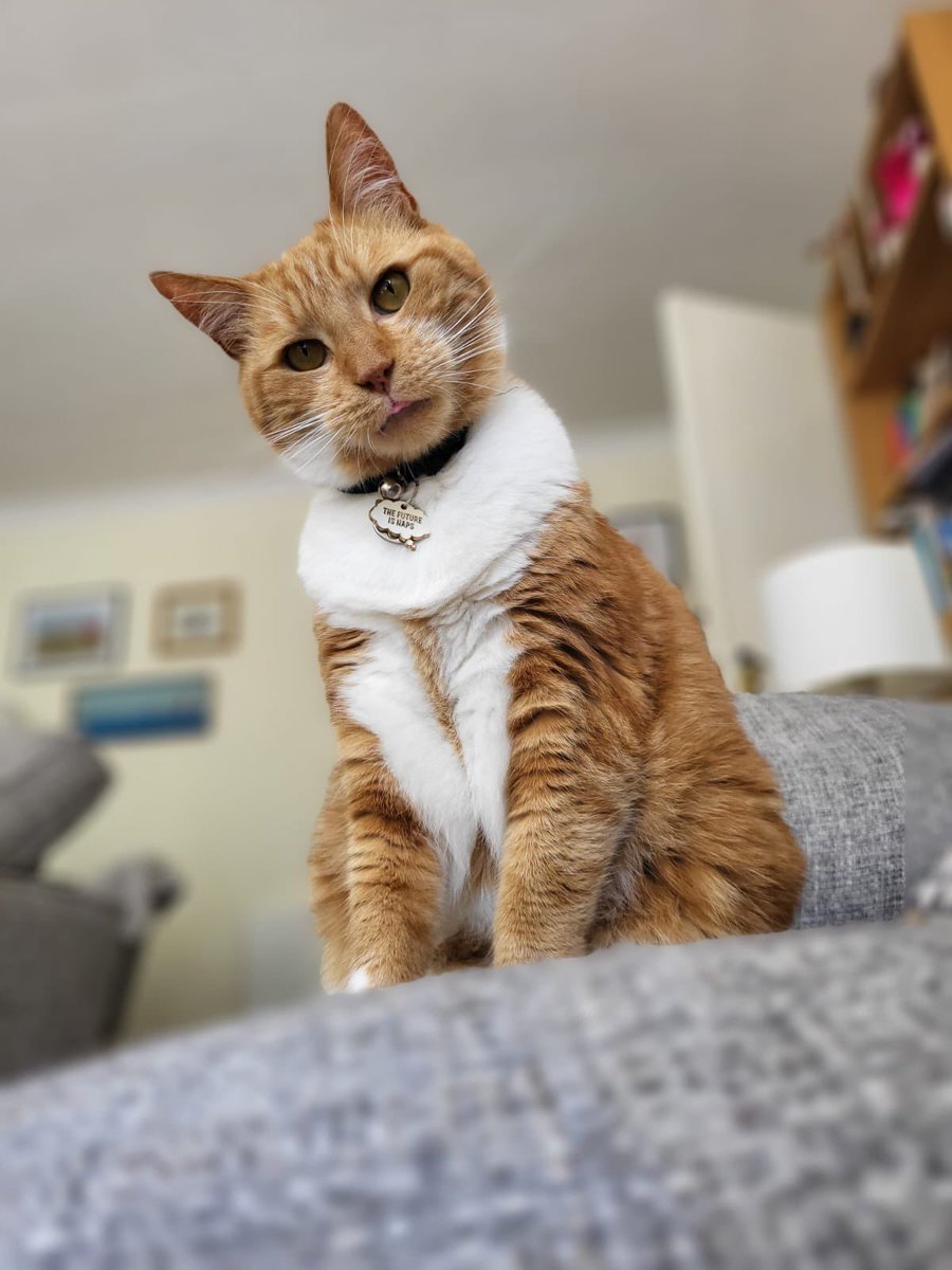 dawnlovesgreece's tweet photo. One of todayβs photos from the cat sitter #HenryBoofles #TongueOutTuesday #TinyBlep π»π https://t.co/AqJFTJ1nfU