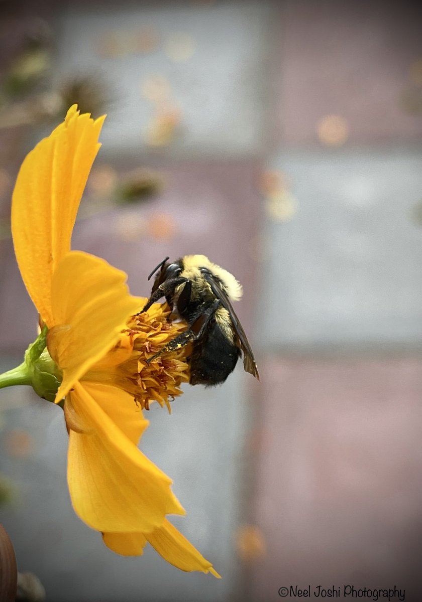 Many bees rest/sleep on flowers overnight. This one is still sleeping👇 #bees #nature #NaturePhotograhpy #insects #flowers #pollinators