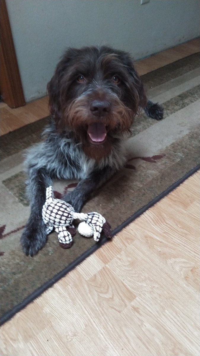 Fuzz says Happy 4th of July 😀