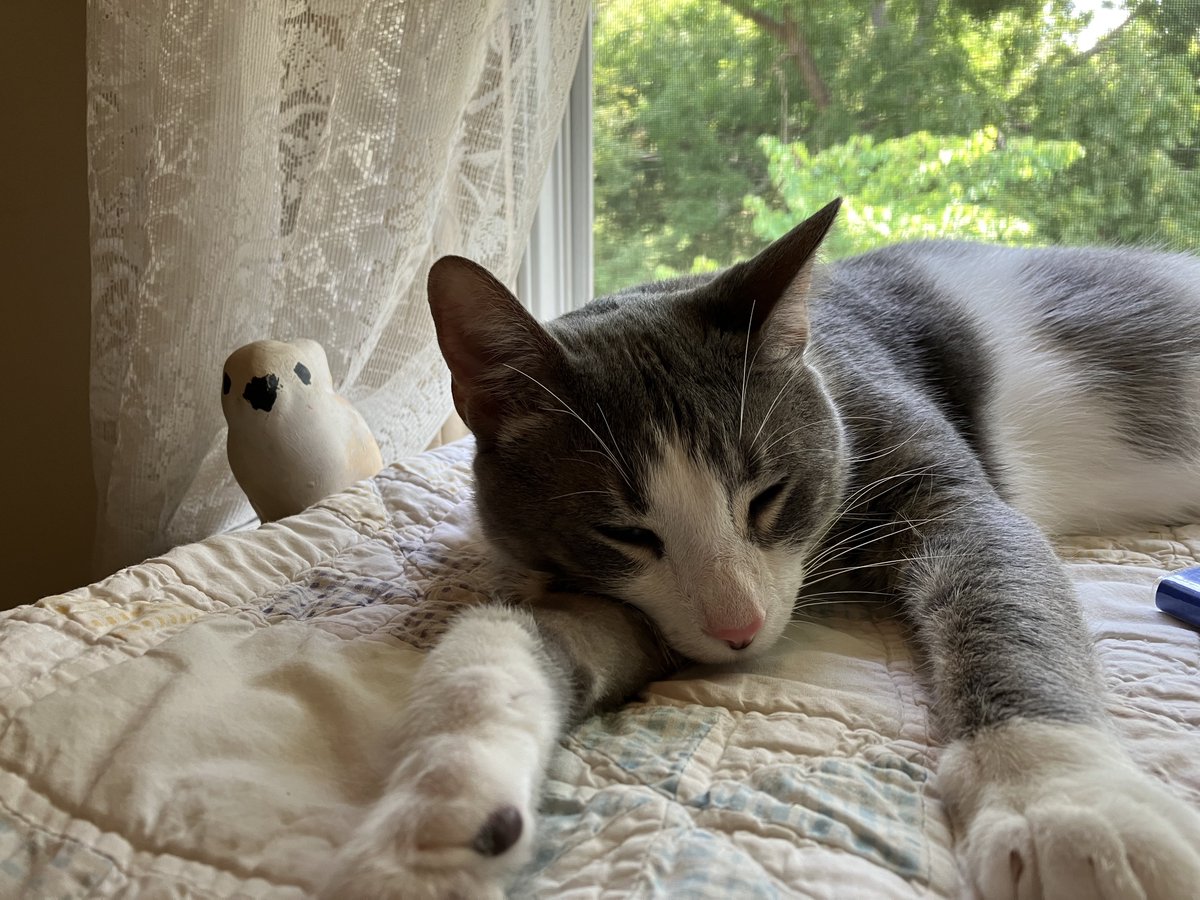 Happy sleepy July day everybody #catlife#catsleeping #cat #iggypop #CatsOfTwitter