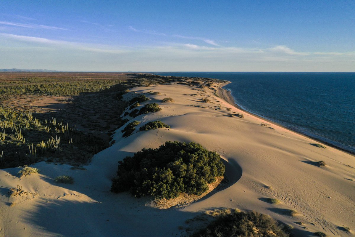 GGerardox2's tweet photo. Dunas, pequeño bosque de pino salado, desierto y mar… Solo en SONORA❤️ 
📍Sahuimaro. https://t.co/WGLTOaEeQV