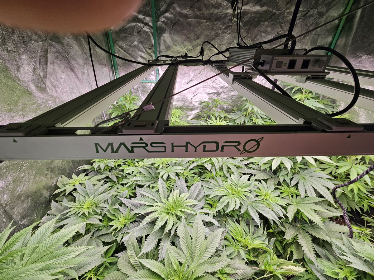 JamesHolleran22's tweet photo. Start of week 2 of flower under the FCE4800 Smart edition. #smartgrowsystem #appcontrol #autodimming #autotimer @Coco_Pan2022 @MarsHydroLight @jimmy_holleran https://t.co/aR4jQH4qcA