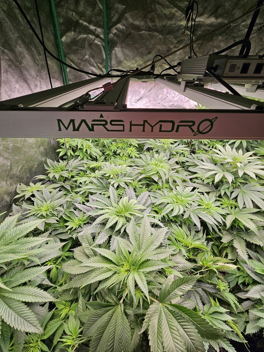 JamesHolleran22's tweet photo. Start of week 2 of flower under the FCE4800 Smart edition. #smartgrowsystem #appcontrol #autodimming #autotimer @Coco_Pan2022 @MarsHydroLight @jimmy_holleran https://t.co/aR4jQH4qcA