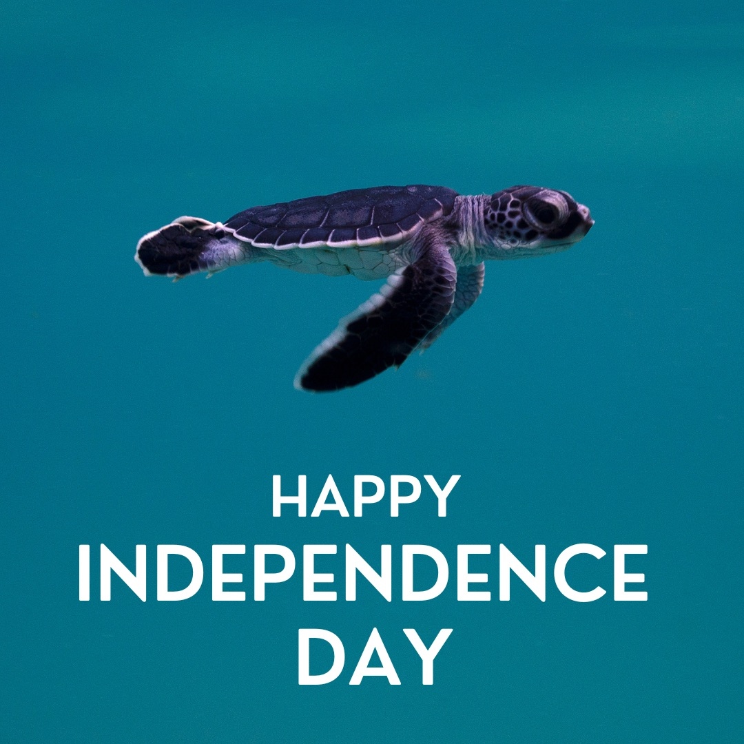 Happy 4th of July from all of us here at Loggerhead Marinelife Center! Whether you're celebrating with a picnic on the beach or a barbecue in the backyard, do your part in properly disposing of your trash!