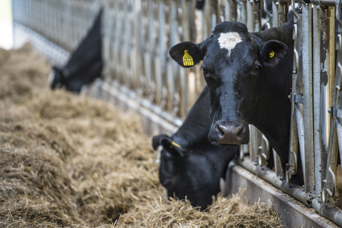 Provincies Groningen, Fryslân en Drenthe stellen 8,75 miljoen euro extra beschikbaar om de stikstofuitstoot bij agrarische ondernemingen terug te brengen. De Investeringsregeling Reductie Stikstof die 7-6 begon, was in trek en bereikte 12-6 het maximum ➡️ tinyurl.com/2dymnp3u