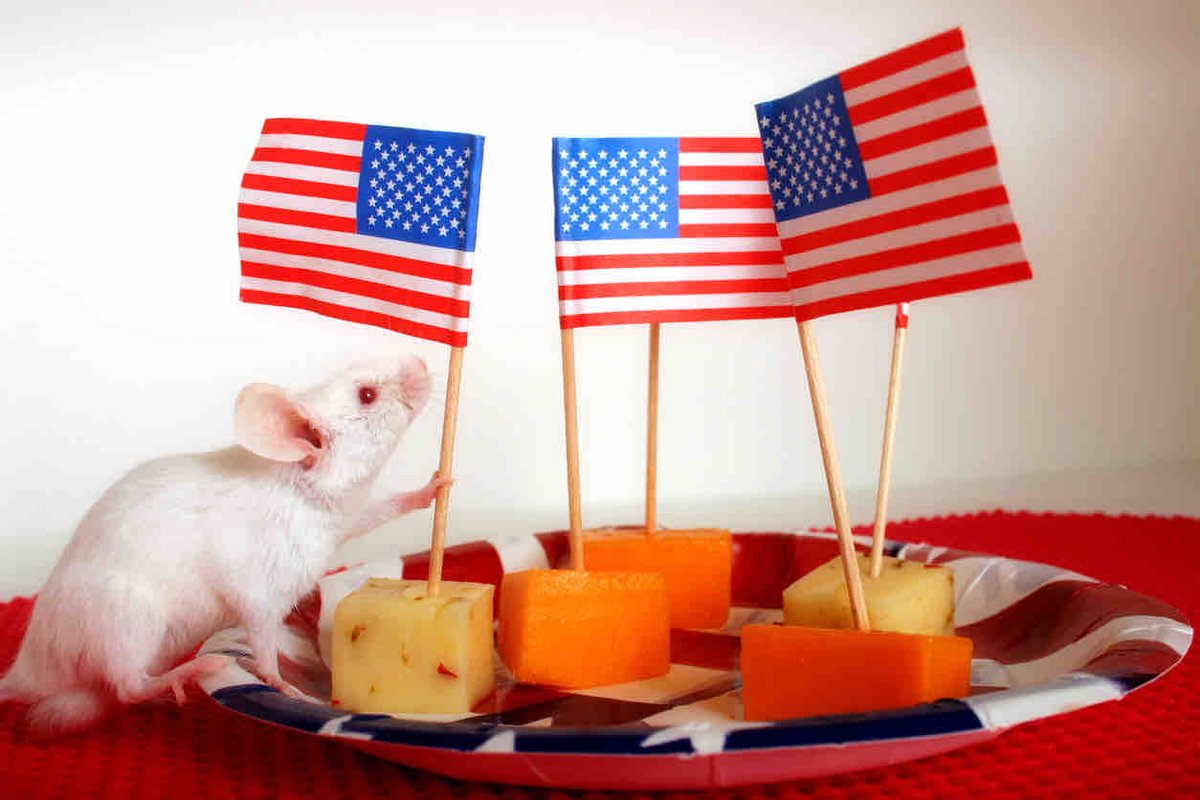 Happy 4th of July! Have a safe and happy pest-free holiday! ❤️🇺🇸💙🧨🎇 #4thofjuly #independenceday