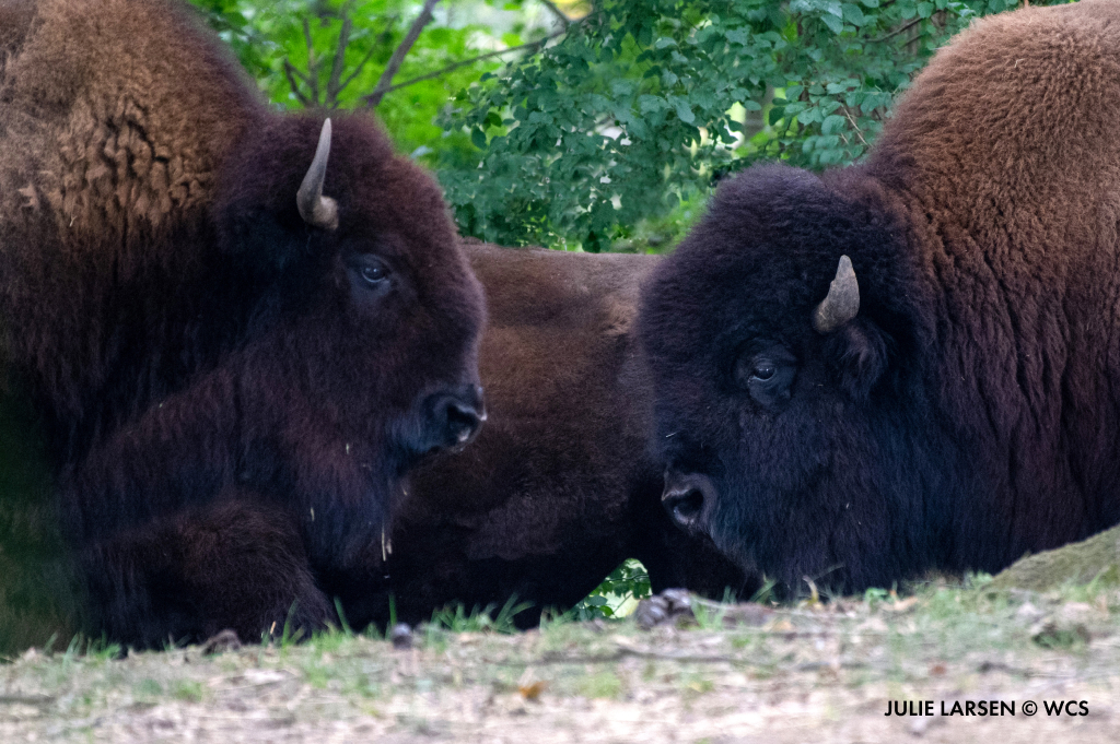 Queens Zoo on Twitter "Happy Fourth of July from all of us at the