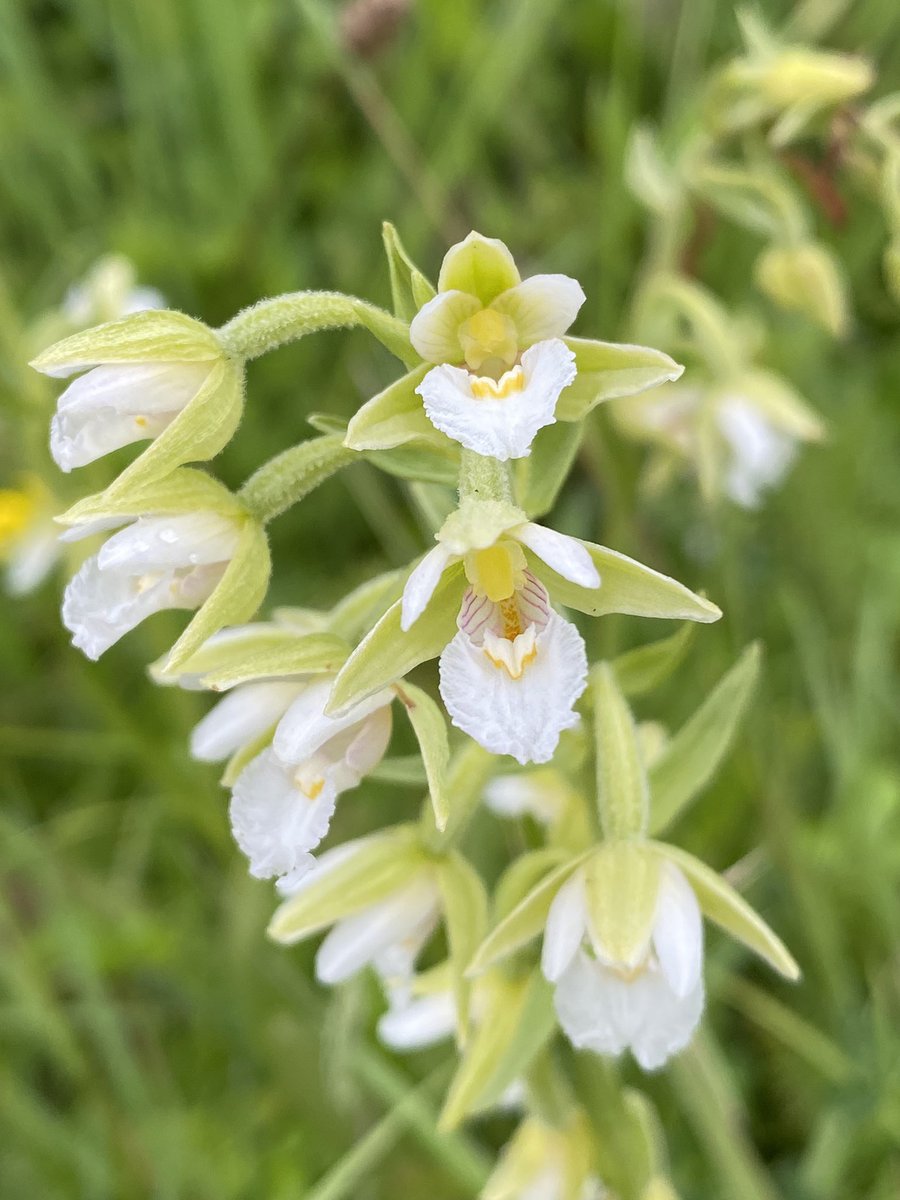 annashergold's tweet photo. So many marsh helleborines (Epipactis palustris) this year, everywhere the eye can see, mainly the pinky coloured variety, but a good number of the paler ones too #orchids #orchidsummer https://t.co/u9XG34wmln