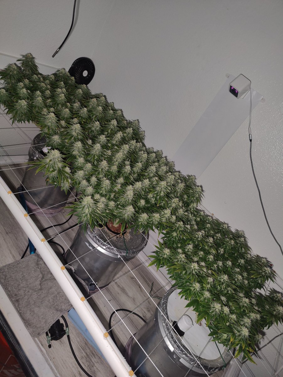 GrowBro24's tweet photo. I'm doing my best to get 1lb+ from this grow 🙏🏾🤞🏾 https://t.co/i0HNlBeAru