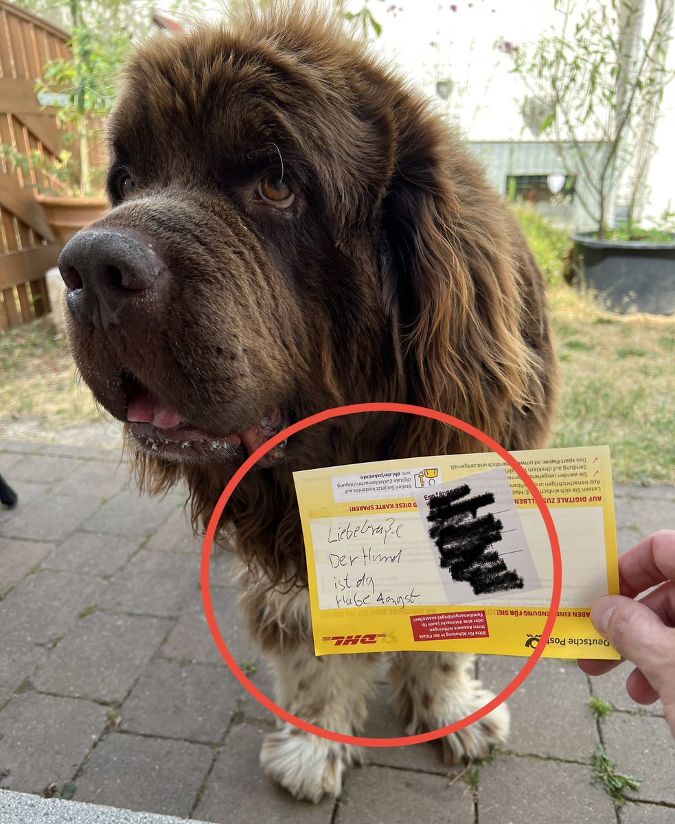 th3italianjob's tweet photo. Die Paketboten sind auch nicht mehr das, was sie mal waren 😏 #DHL #Paket #Newfoundlanddogs @DHLPaket https://t.co/pagHgFIbjo