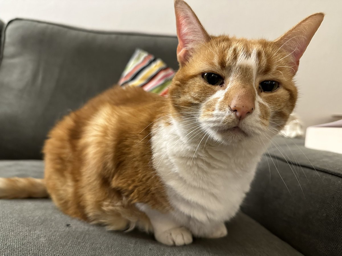 #tourcat Honey #couchpeloton