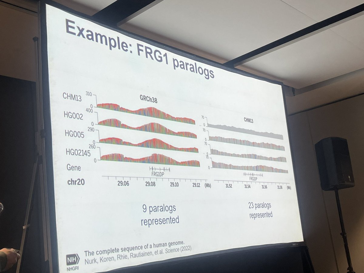 SadyePaez's tweet photo. I always walk away w/an even deeper sense of appreciation &amp; awe of the tech advancements in genomics from @sergekoren’s teaching. Also, the inconvenient repeats? They matter! We need T2T, a lot of them (see completeness &amp; representation biases) @isagofficial @genomeark #ISAG2023 https://t.co/eMO2bwCOlT
