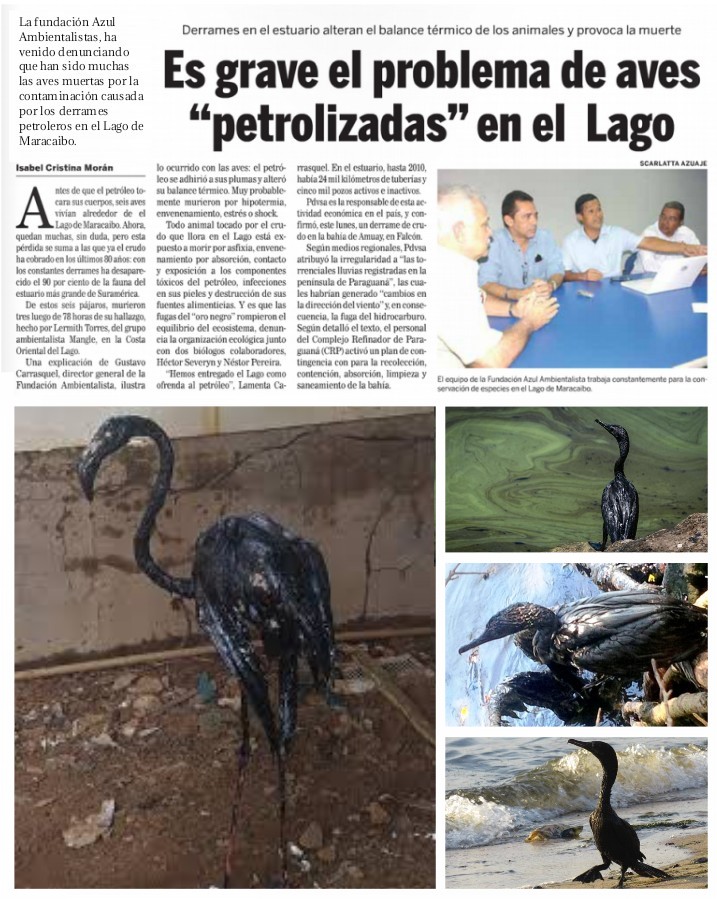 Las #AvesMarinas son las más afectadas por los #DerramesDePetróleo en el #LagoDeMaracaibo #Zulia El #petróleo en las plumas inhibe su capacidad de regular su temperatura, muchas mueren por hipotermia, pero además, las #Aves se intoxican intentando removerlo de sus cuerpos.