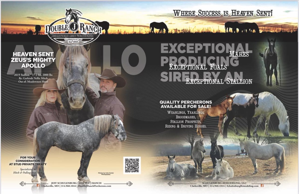 ellington_dawn's tweet photo. #horses #percherons #forsale #Missouri 
If we don’t have what you're looking for, our friends just might! Always feel free to reach out and see what we have to offer! Jeff 314-960-1044 https://t.co/mutvAd2vlE