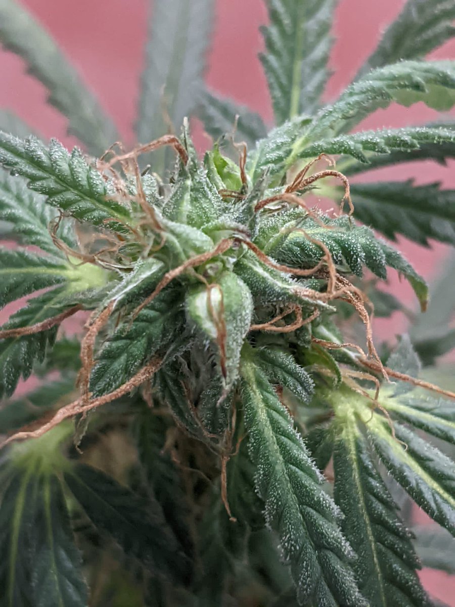 AnandaPharma's tweet photo. It is summertime and Ananda's research facility is in full swing. The first photo shows our Apocalypse cultivar flowering with plenty of trichomes as part of our 2023 cultivation trials. The second shows some of our third generation seeds being bred in our genetics programme. https://t.co/xIZahO8TK8