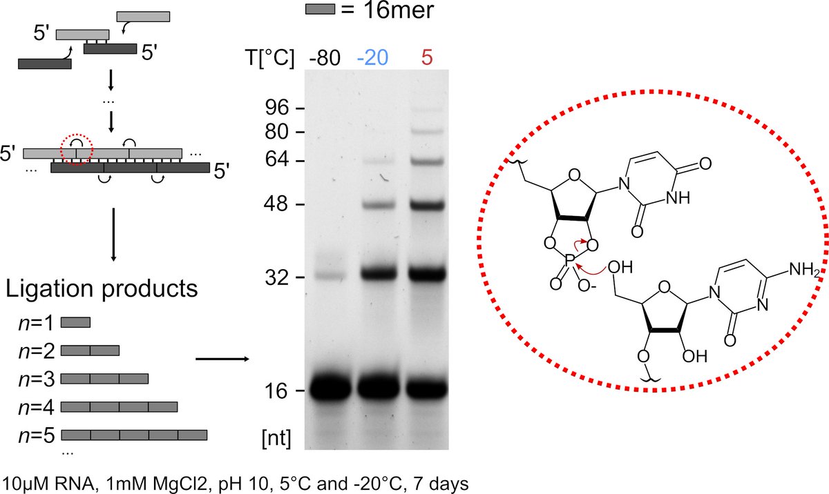 Exciting to share our preprint on prebiotic RNA ligation! 🧬

We bridge the length scales from 4- to 100-mers by alkaline ligation with low Mg2+ and no organic catalyst. Copying proceeds with high fidelity (90%).

tinyurl.com/33wj9evm

<a href="/sreekarwv/">Sreekar Wunnava</a> <a href="/vicholous/">Avinash</a> (+Braun Lab)