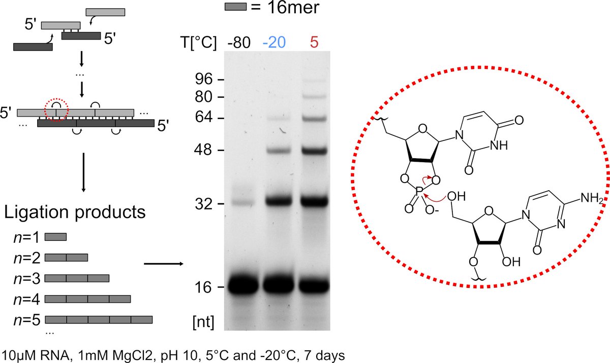 Exciting to share our preprint on prebiotic RNA ligation! 🧬 We bridge the length scales from 4- to 100-mers by alkaline ligation with low Mg2+ and no organic catalyst. Copying proceeds with high fidelity (90%). tinyurl.com/33wj9evm @sreekarwv @vicholous (+Braun Lab)