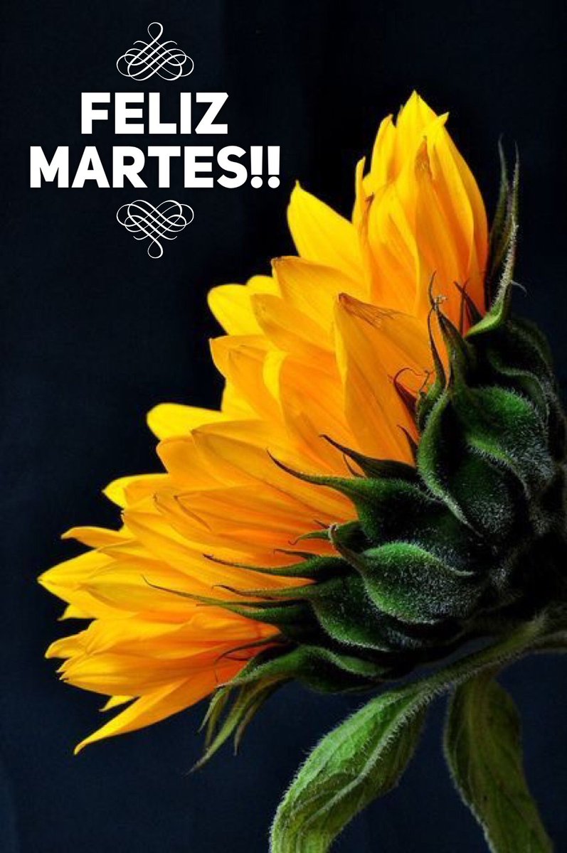 #PuebloConscienteYMovilizado Buenos días, feliz martes amig@s @Arelys_50  @Dalimarga1 @terep1725 @Evangel08625120 @ZuleimaSoy @EGLEEGARCIA12 @solymart1 @ErikOliver2002 @slopezmacuare @Lagocha_14 @DnGZE1 @ZulmeBustamant1