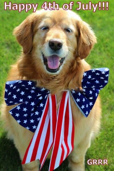 Those that know me well, know I have a senior pup (my baby boy) and how much I love senior pups. Here is a sweet-faced senior pup wishing you a great July 4th! #SeniorPups #July4th