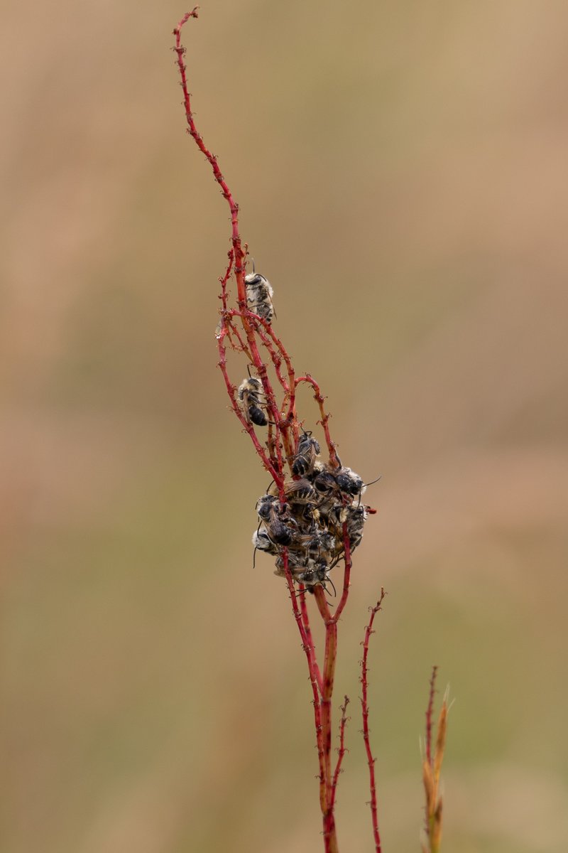 pittypomm's tweet photo. I've been asking myself for about half an hour so now I'm going to ask twitter - are these antennae blunt?

I think these are Melitta leporina, but maybe that is wishful thinking. 

I've never seen such a bundle before.

@Ecoentogeek @B_Strawbridge @StevenFalk1 https://t.co/2ut46e7ZZk