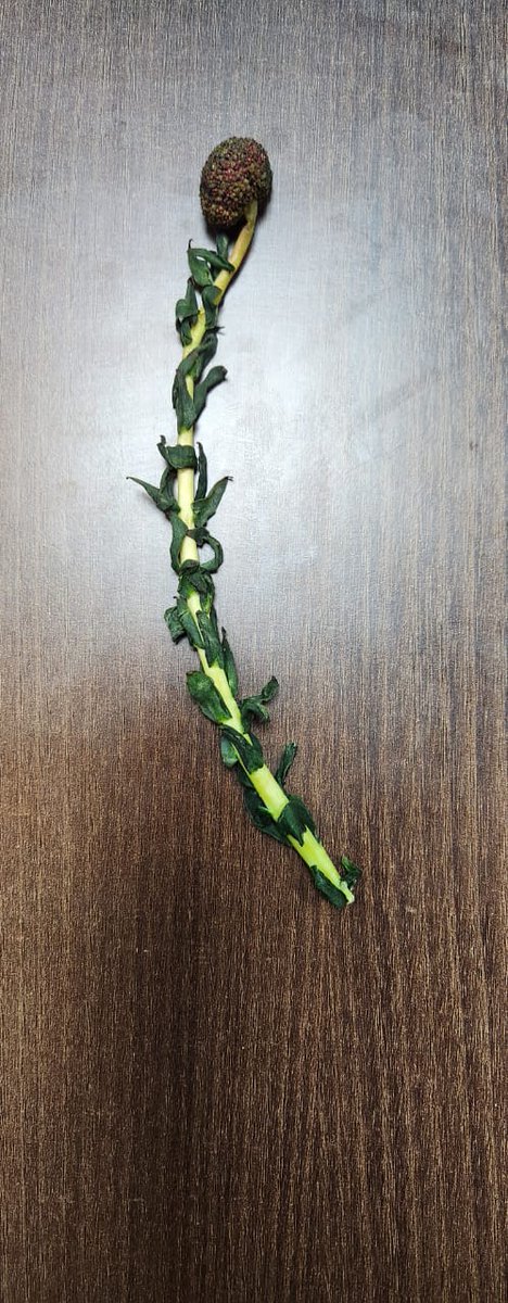 A progressive farmer, Tashi Dorjey, from Neyrags village of Singaylalok block presented Rholo (Sanjeevni Booti) found in Trans-Singaylalok area.
CEC <a href="/tashi_gyalson/">Tashi Gyalson</a> appreciated his efforts in promoting agriculture &amp; stated that Trans-Singayla has huge potential in medicinal plants