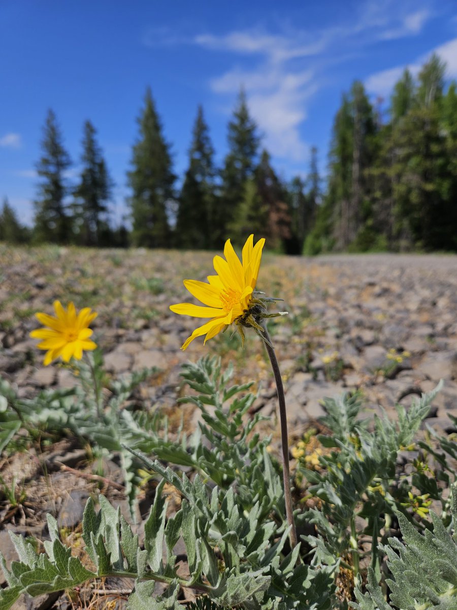 atThornhollow's tweet photo. Sun seeker.
.
#flower #flowerphotography #total_flowers #raw_flowers #wildflower #yellowflowers #bluesky #stopandlookaround #flora #pnw #pnwphotography #pacificnorthwest #easternoregon #oregon #hikeoregon #getoutside https://t.co/ut4cEO4tA6