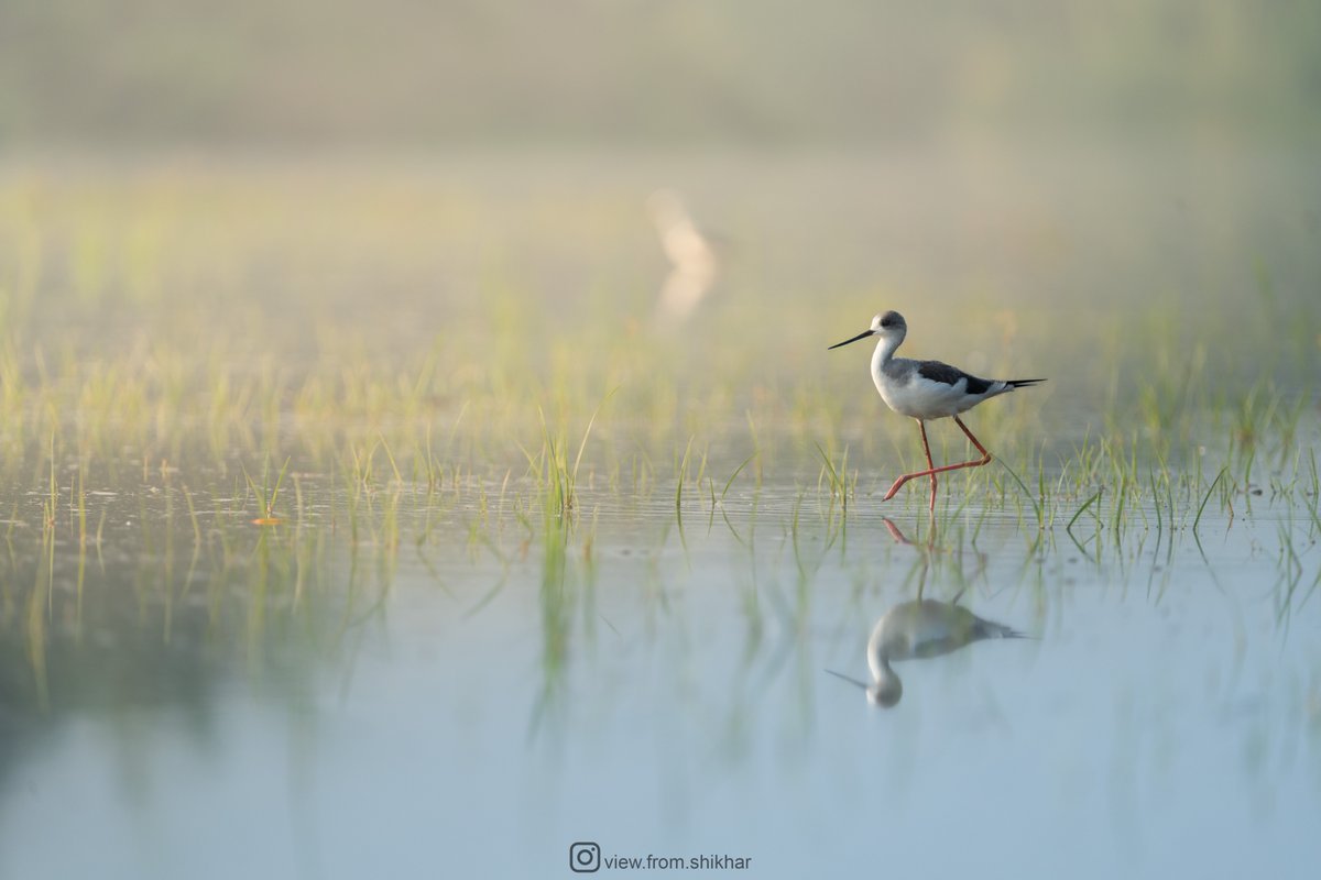 Morning Radiance: The Black-winged Stilt providing guidance on how to pose gracefully.

#ThePhotoHour #SonyAlpha #CreateWithSony #SonyAlphaIn #IndiAves #BirdsOfIndia #birdwatching