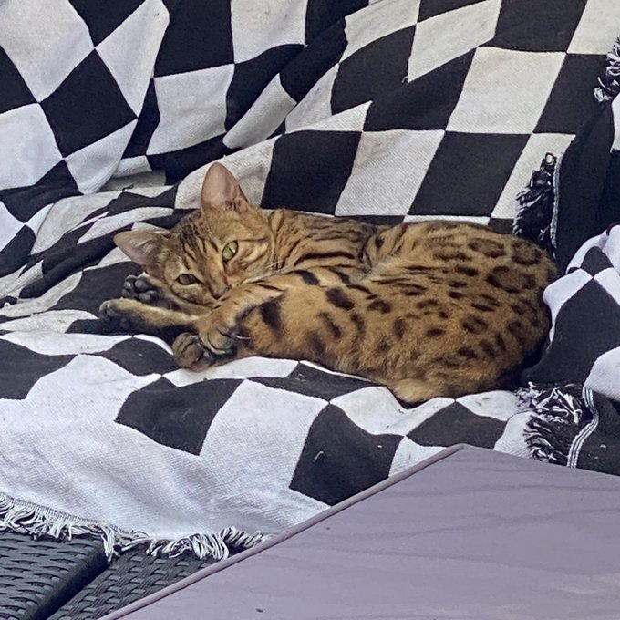 I am absolutely heartbroken. I&rsquo;m on my vacation in tulum and yesterday I was notified by my pet sitter