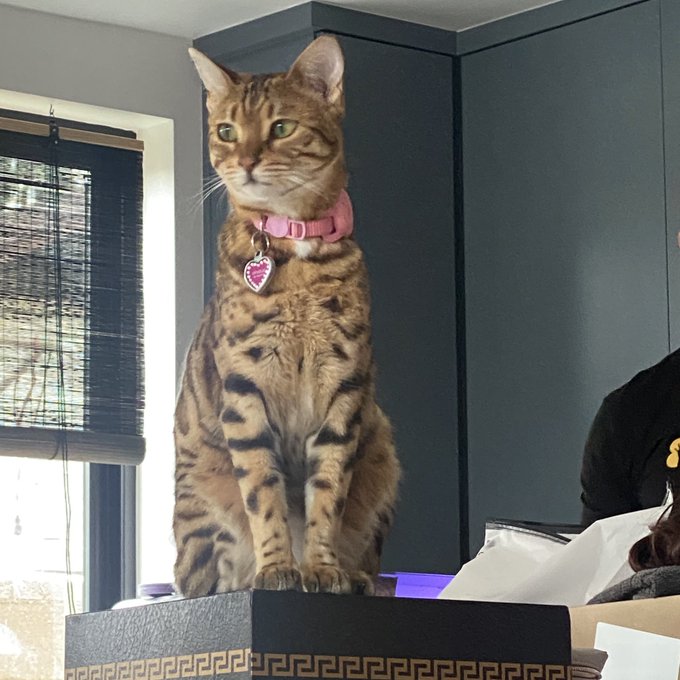 I am absolutely heartbroken. I&rsquo;m on my vacation in tulum and yesterday I was notified by my pet sitter