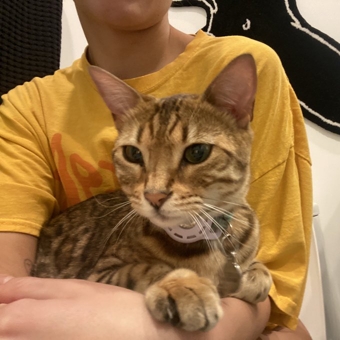 I am absolutely heartbroken. I&rsquo;m on my vacation in tulum and yesterday I was notified by my pet sitter