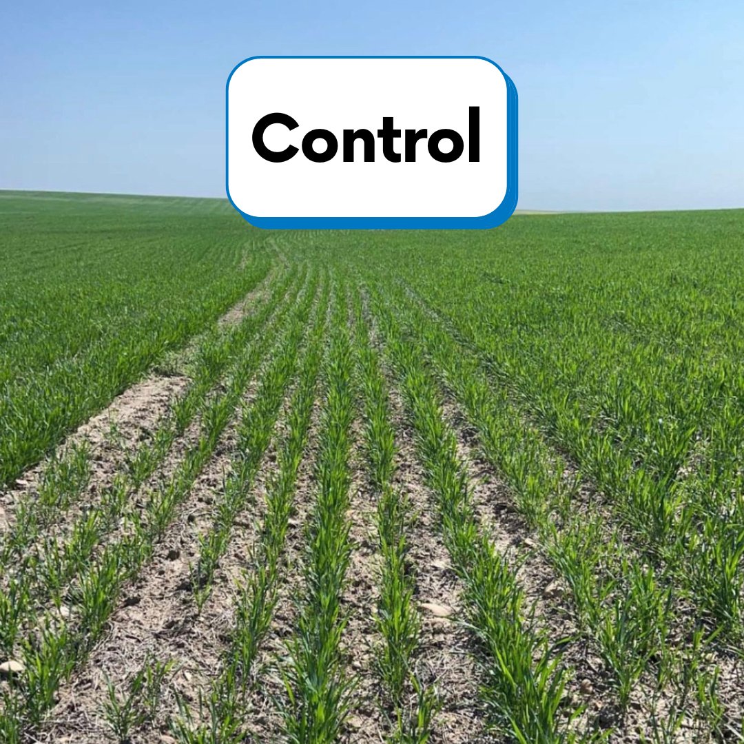 Two photos can say 1000 words! 👏

Eric, a farmer from Rockglen Sask, sent us these photos showing the huge difference between the Excelis Maxx &amp; Fertiactyl treated crop vs the untreated area. We can't wait to see the yield numbers at the end of the year! TimacAgro.ca