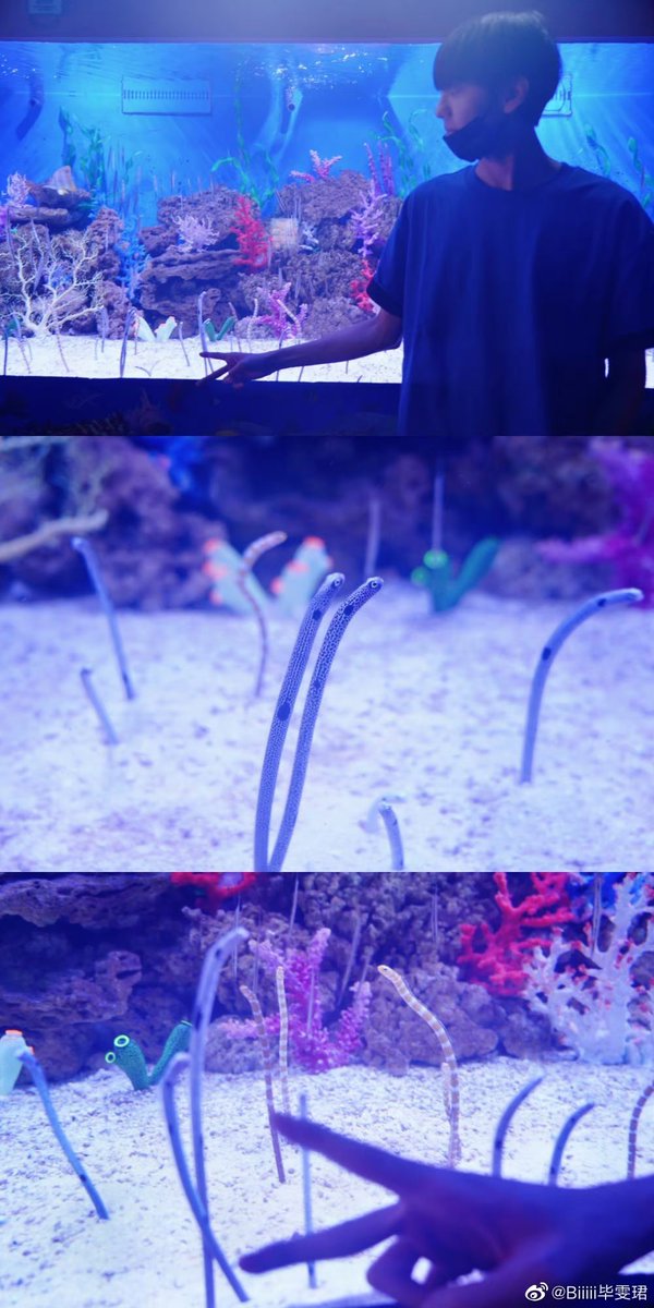 biiiiwenjun's tweet photo. 💬230704 Bi Wenjun weibo update
.
“🐟🐠🐡🦭🦈🐋 “
（2/3)

#Biwenjun #ปี้เหวินจวิ้น #毕雯珺 https://t.co/O11jsl7Hgr