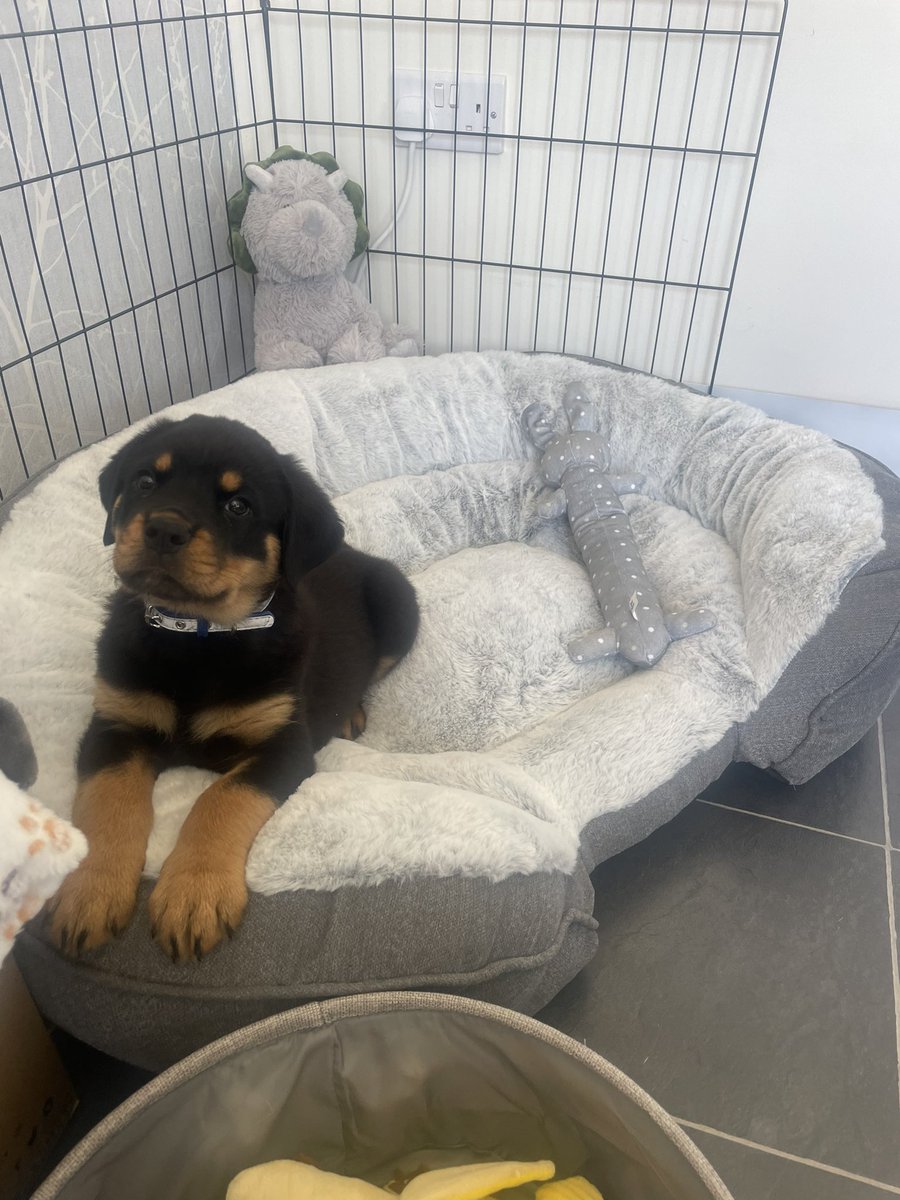 tashfenlon's tweet photo. Perfect first day with Denzel 💙🐾 @pauldunn81 https://t.co/me9MNYniwE