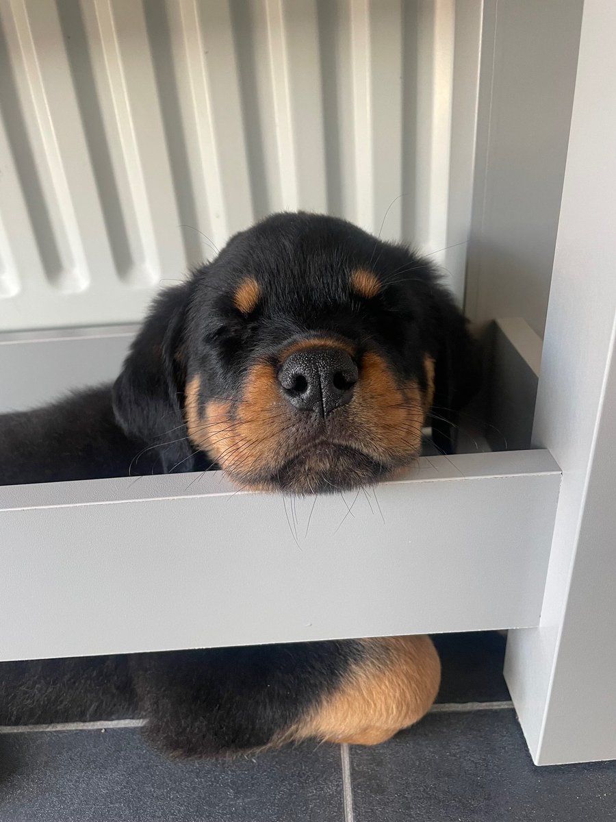 tashfenlon's tweet photo. Perfect first day with Denzel 💙🐾 @pauldunn81 https://t.co/me9MNYniwE