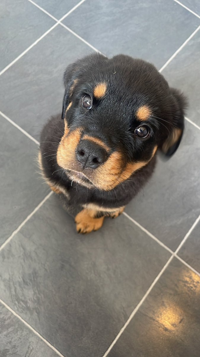 tashfenlon's tweet photo. Perfect first day with Denzel 💙🐾 @pauldunn81 https://t.co/me9MNYniwE