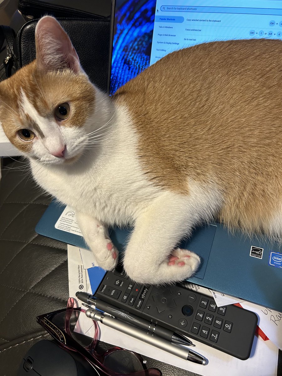 Stephanie Kelly tweet media