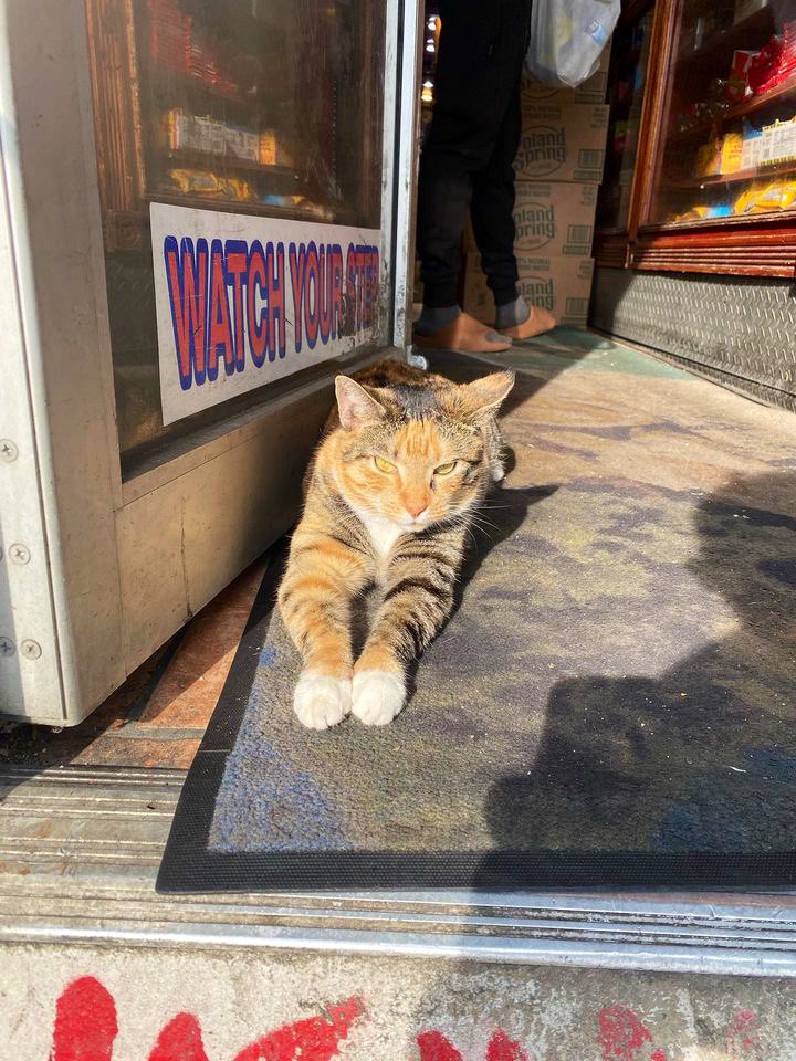 Bodegacats_'s tweet photo. https://t.co/L9Q6rCfS0f