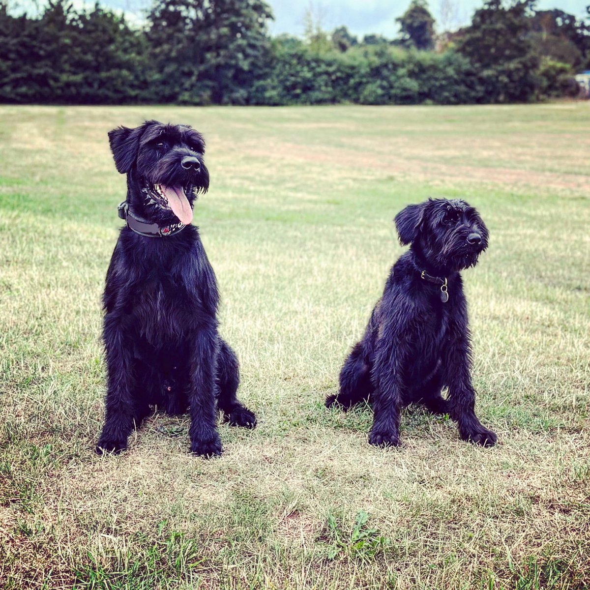 Giant Schnauzer Albert tweet media