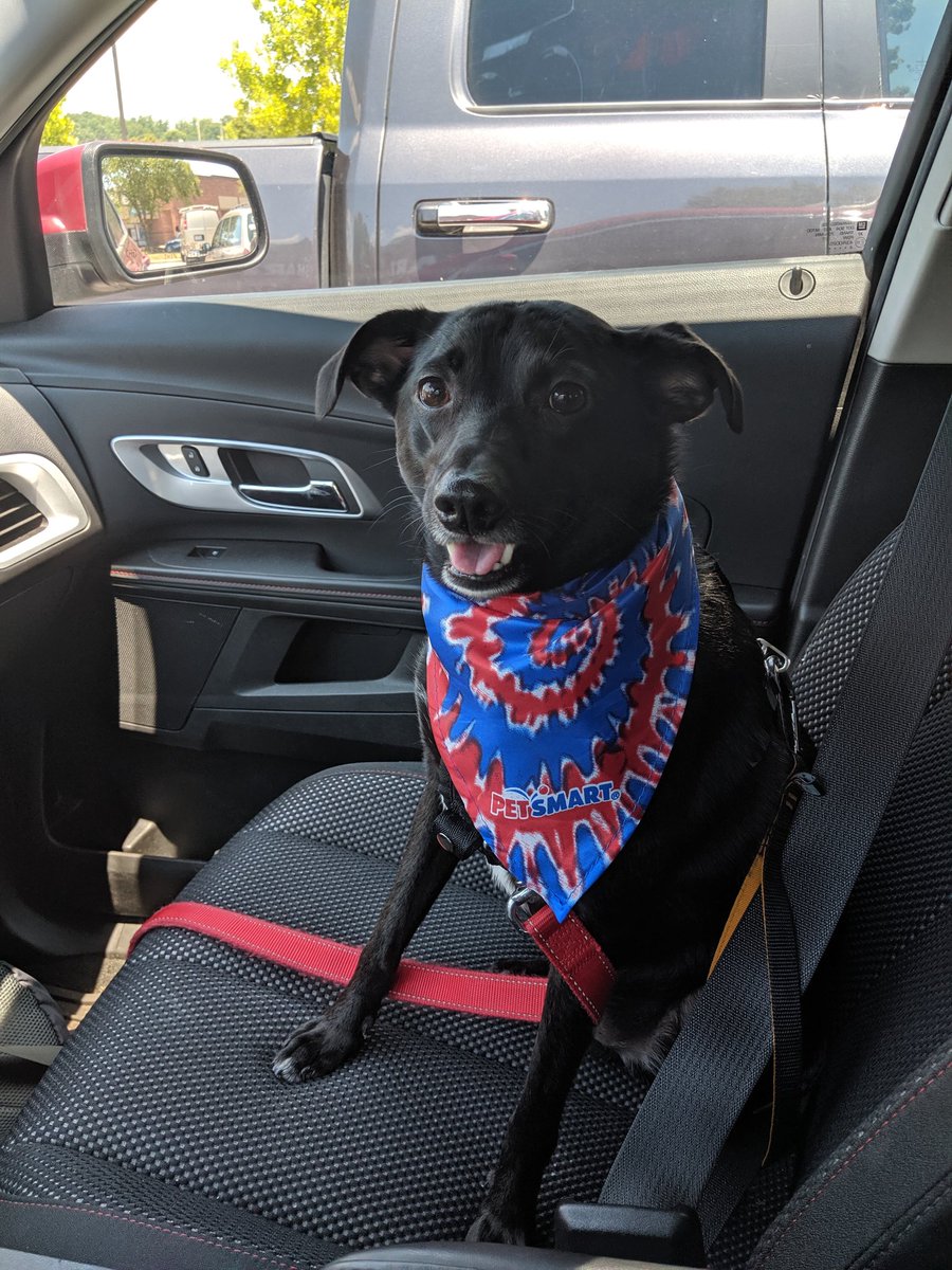 Professor Zoom would like to ask you all to throw tea in the harbor instead... It's much quieter.

#ProfessorZoom #LittleBlackDog #WorldsBiggestChihuahua #NinjaPomeranian #MinPin #FourthofJuly2023 #DogsOfTwitter