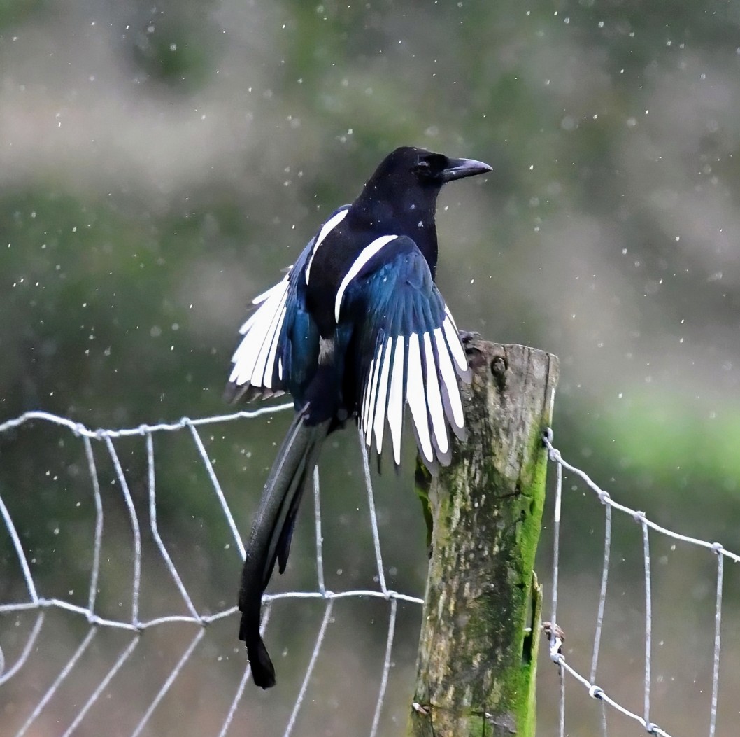 Magpie in the rain