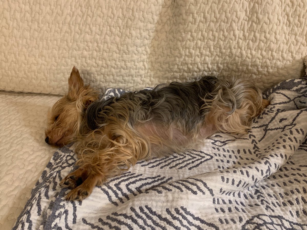 mitsusy2's tweet photo. ちくわ「今日はとっくの昔に業務終了してましゅ🐶♨️」
#ヨークシャーテリア
#ヨーキー
#犬のいる暮らし https://t.co/dDNNWntdS1