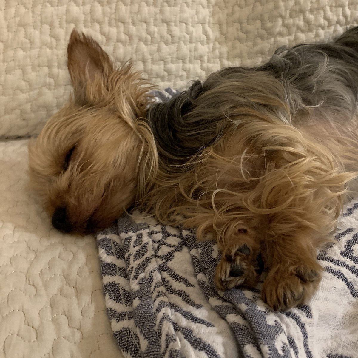 mitsusy2's tweet photo. ちくわ「今日はとっくの昔に業務終了してましゅ🐶♨️」
#ヨークシャーテリア
#ヨーキー
#犬のいる暮らし https://t.co/dDNNWntdS1