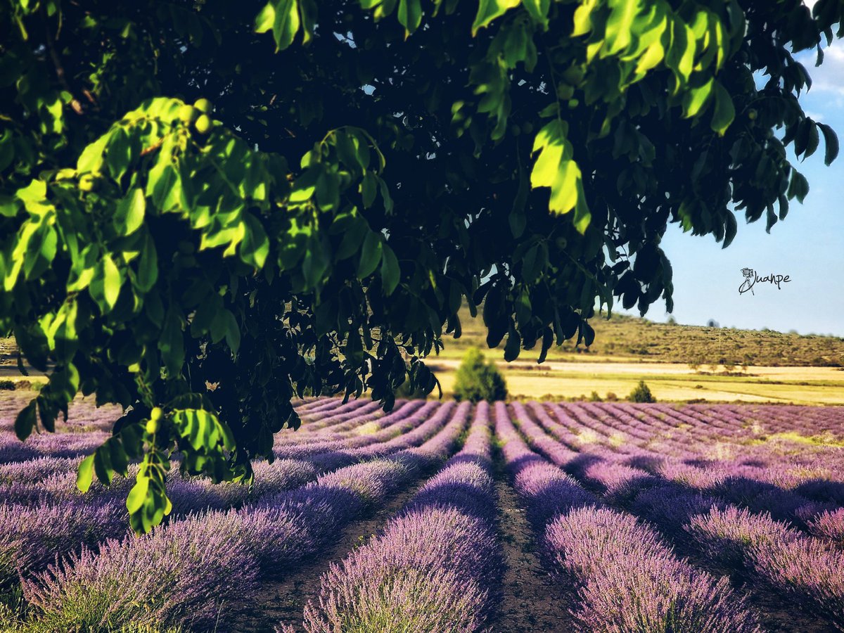 Campos de Lavanda #zaen
