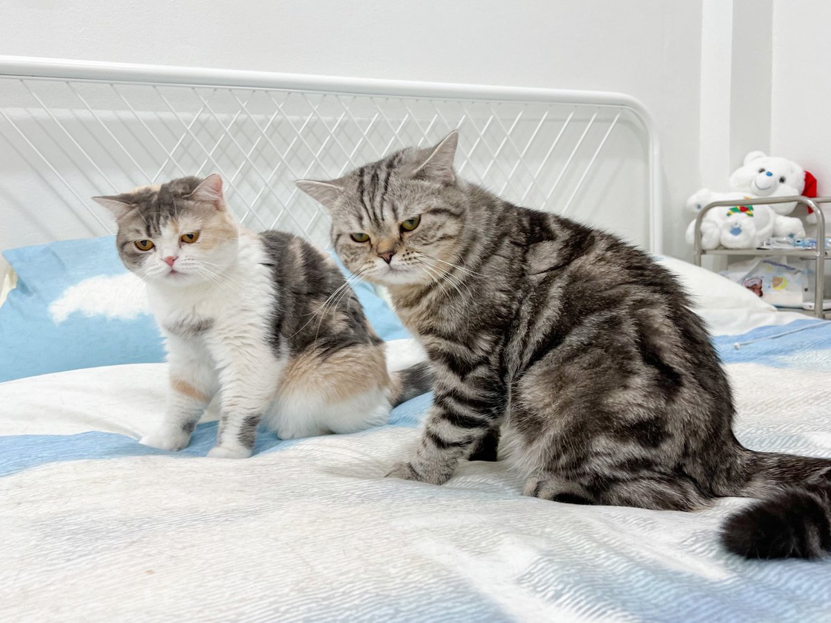 หน้าเหมียนกันเป๊ะ! 55555