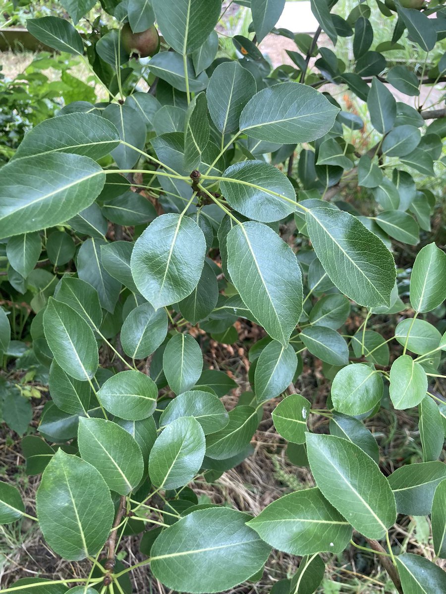 stewartwaine's tweet photo. Interesting pear planted and n an old community plot at the allotment no one seems to what what it is https://t.co/HvzsNanuGe
